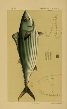 Imagem de Sarda australis (Macleay 1881)