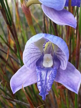 Imagem de Disa purpurascens Bolus