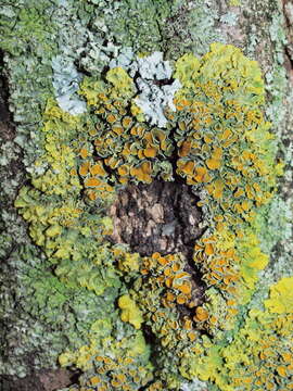 Image of orange wall lichen