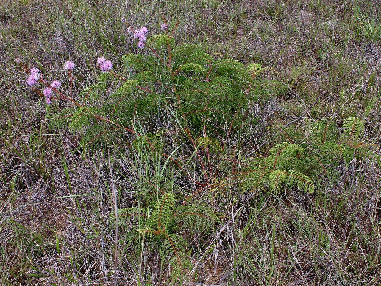 Image of Mimosa setosa Benth.