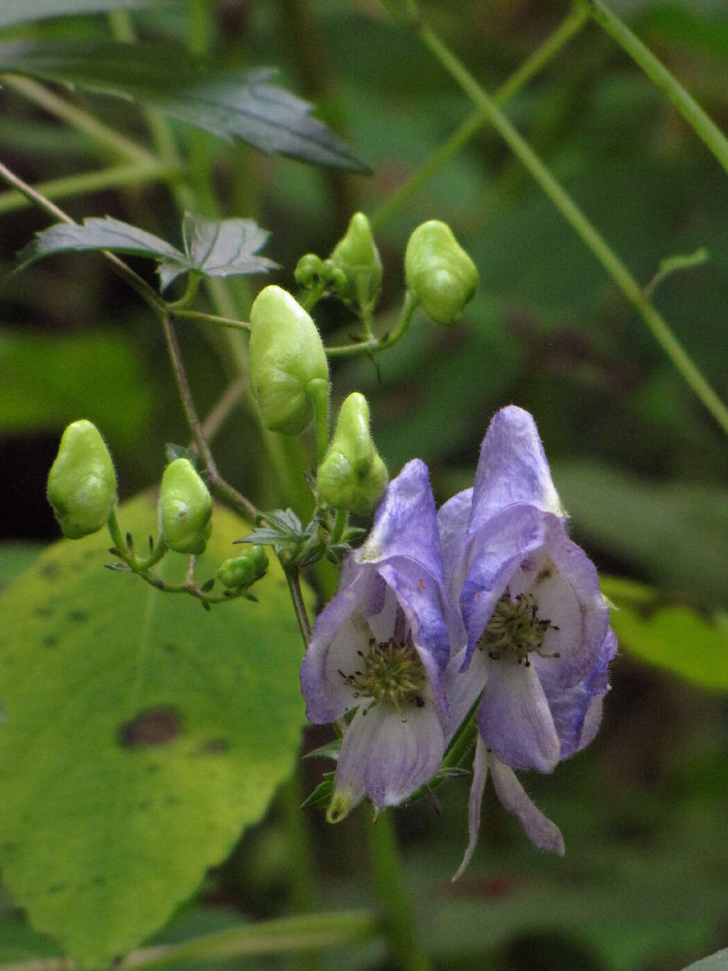 Image of Monkshood