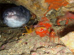 Image of Conger Eel