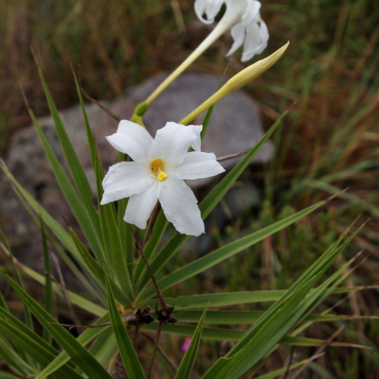 Слика од Vellozia tubiflora (A. Rich.) Kunth