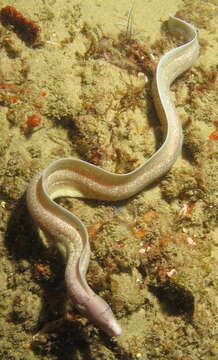 Image of Geometric moray