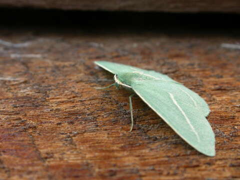 Image of Chlorocoma stereota Meyrick 1888