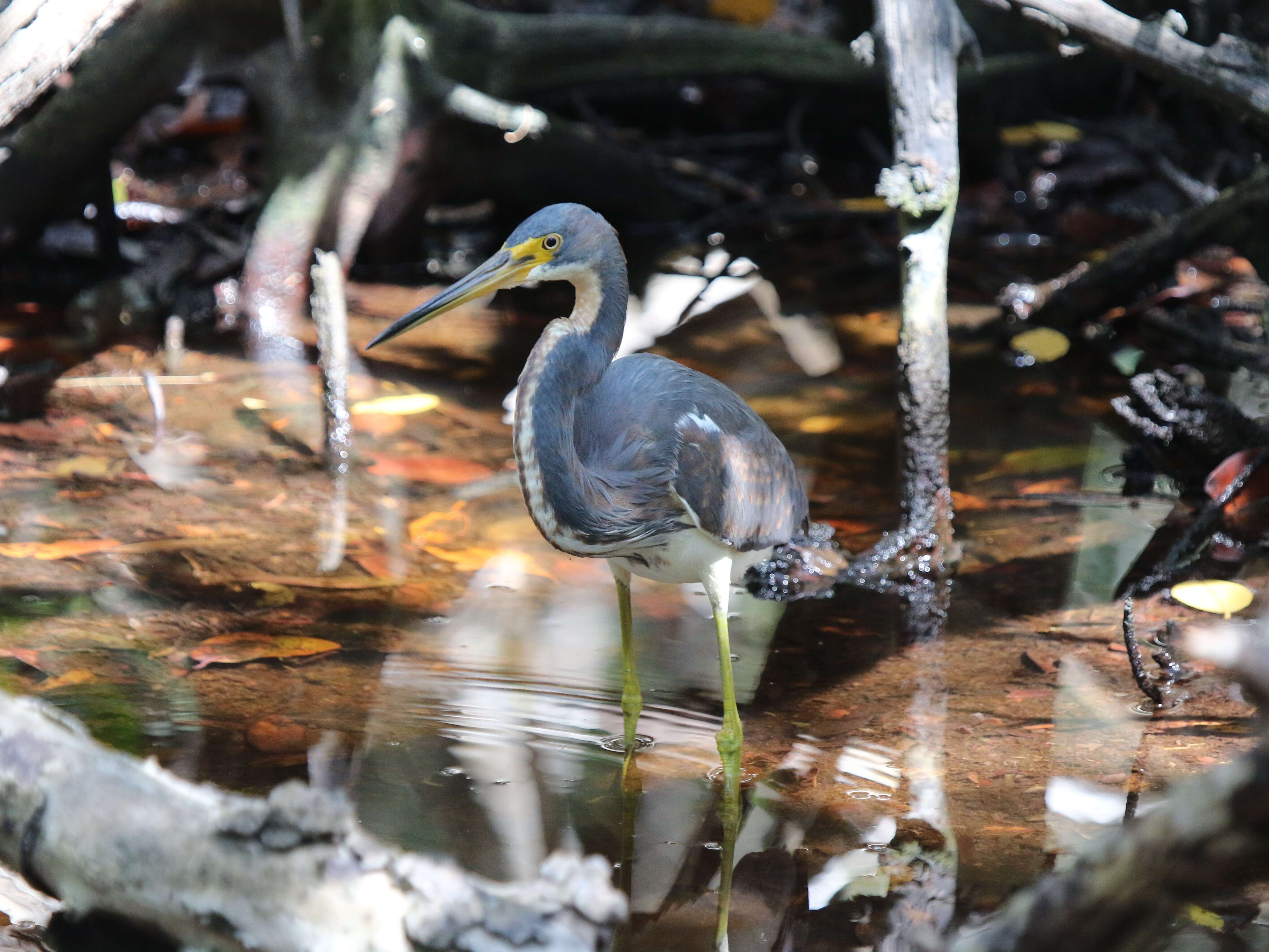 Слика од Egretta tricolor (Müller & Pls 1776)