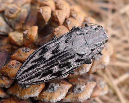 Image of Western Sculptured Pine Borer