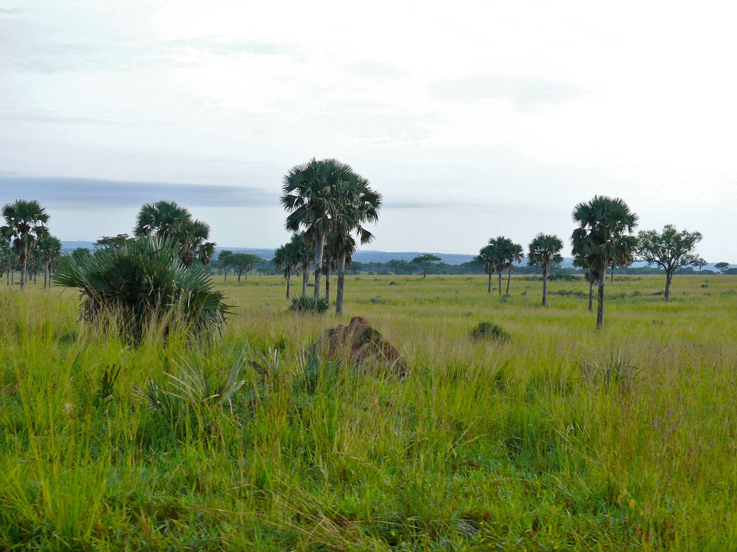 Image of borassus palm