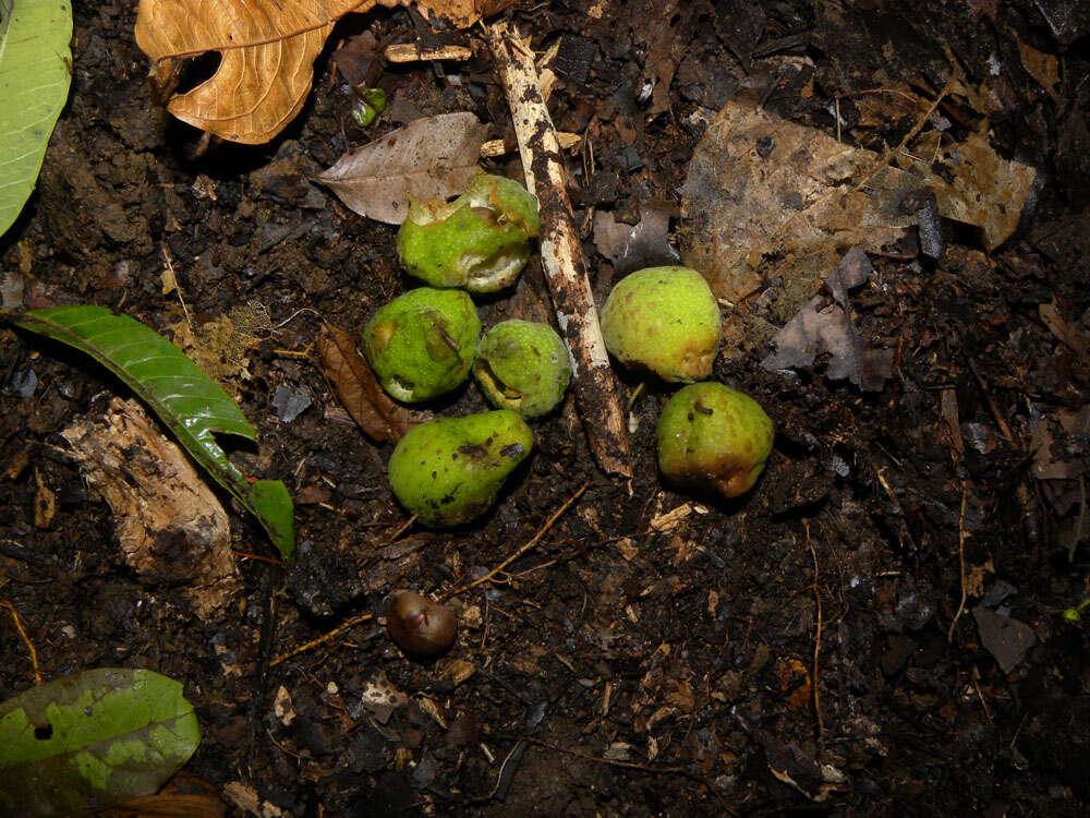 Image of breadnut