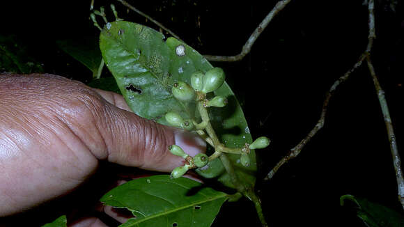 Image of Coussarea albescens (DC.) Müll. Arg.