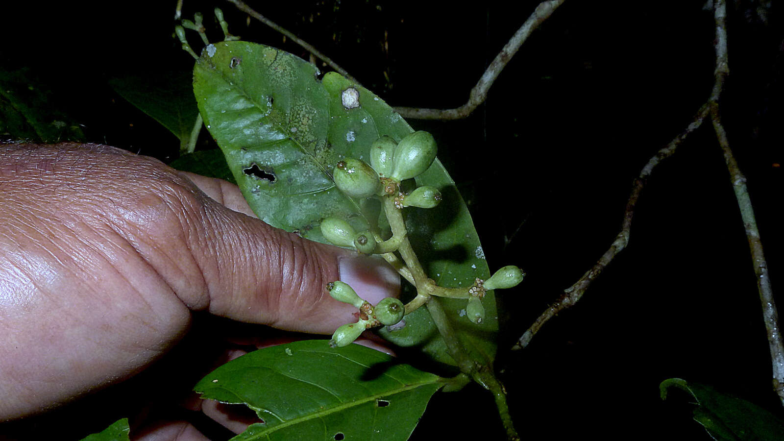 Image of Coussarea albescens (DC.) Müll. Arg.