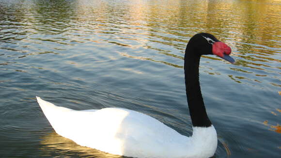 Image of Black-necked Swan