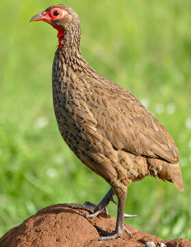 Image of Swainson's Spurfowl