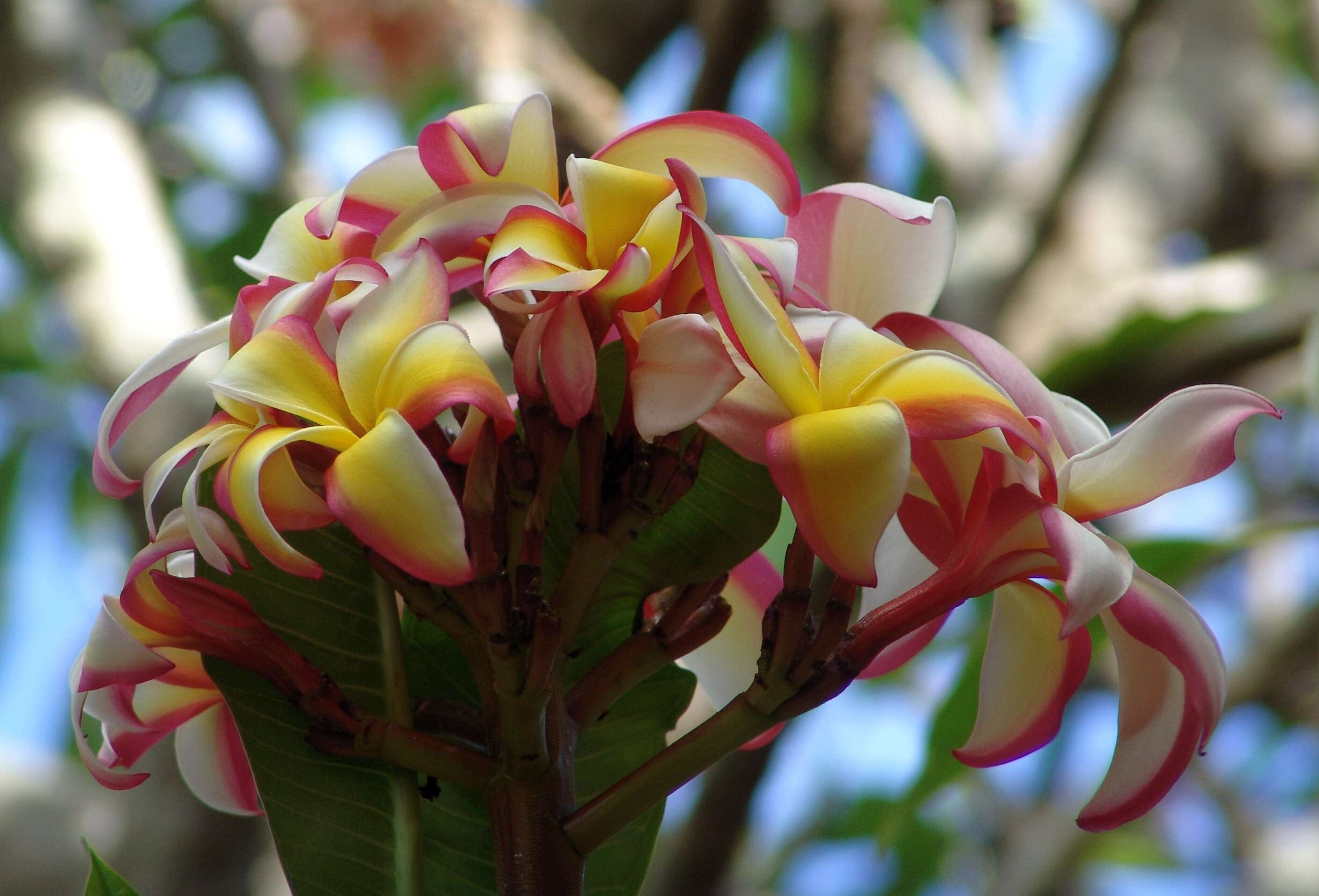 Image of plumeria