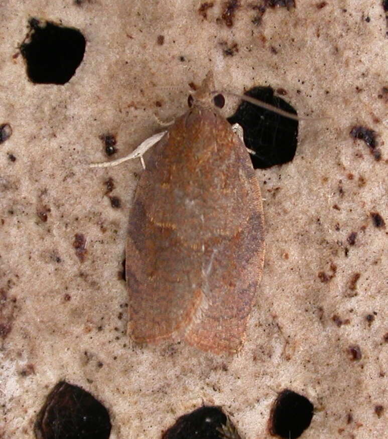 Image of Moth