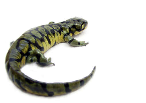 Image of Barred Tiger Salamander