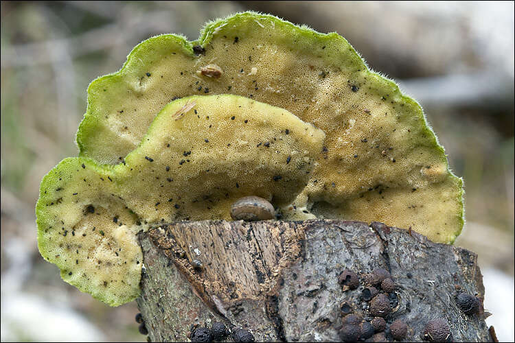 Image of Trametes hirsuta (Wulfen) Lloyd 1924