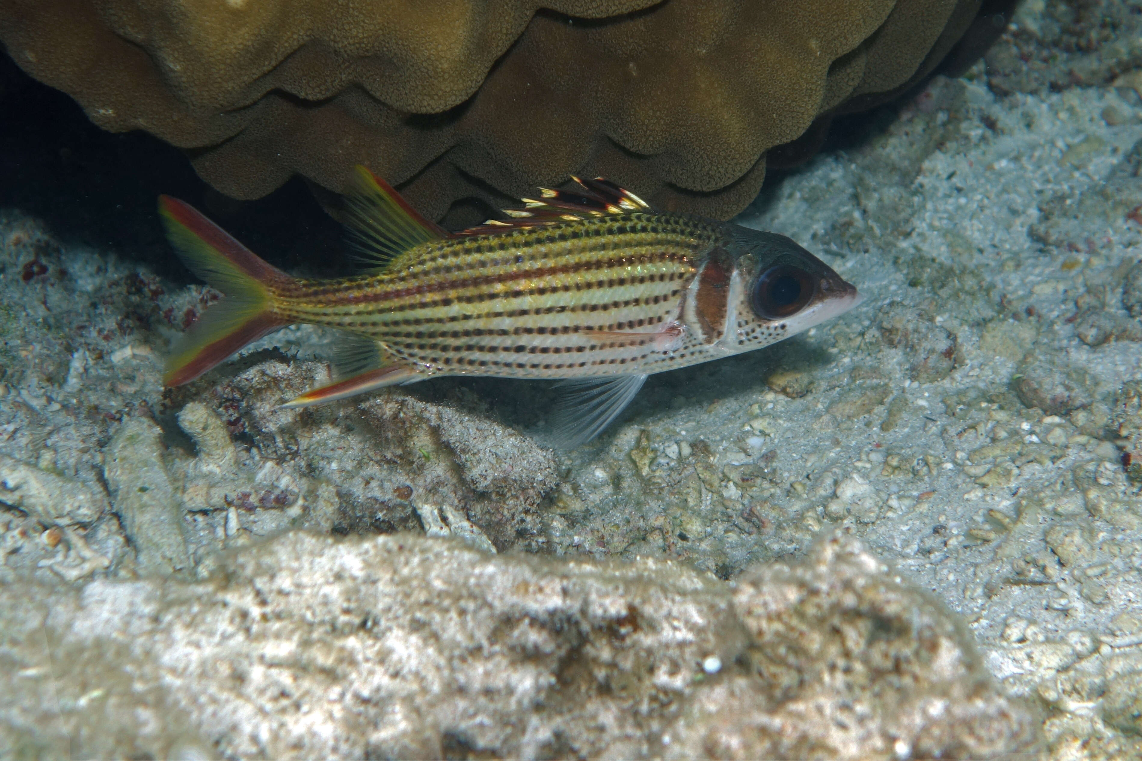 Image of Armed Squirrel-fish