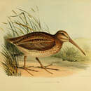 Image of Gallinago aucklandica