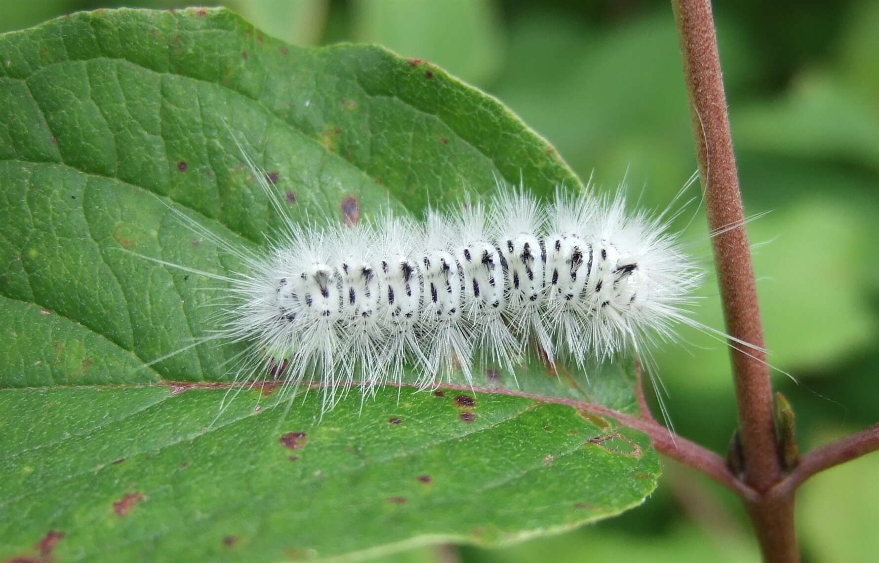 Слика од Lophocampa caryae Harris 1841