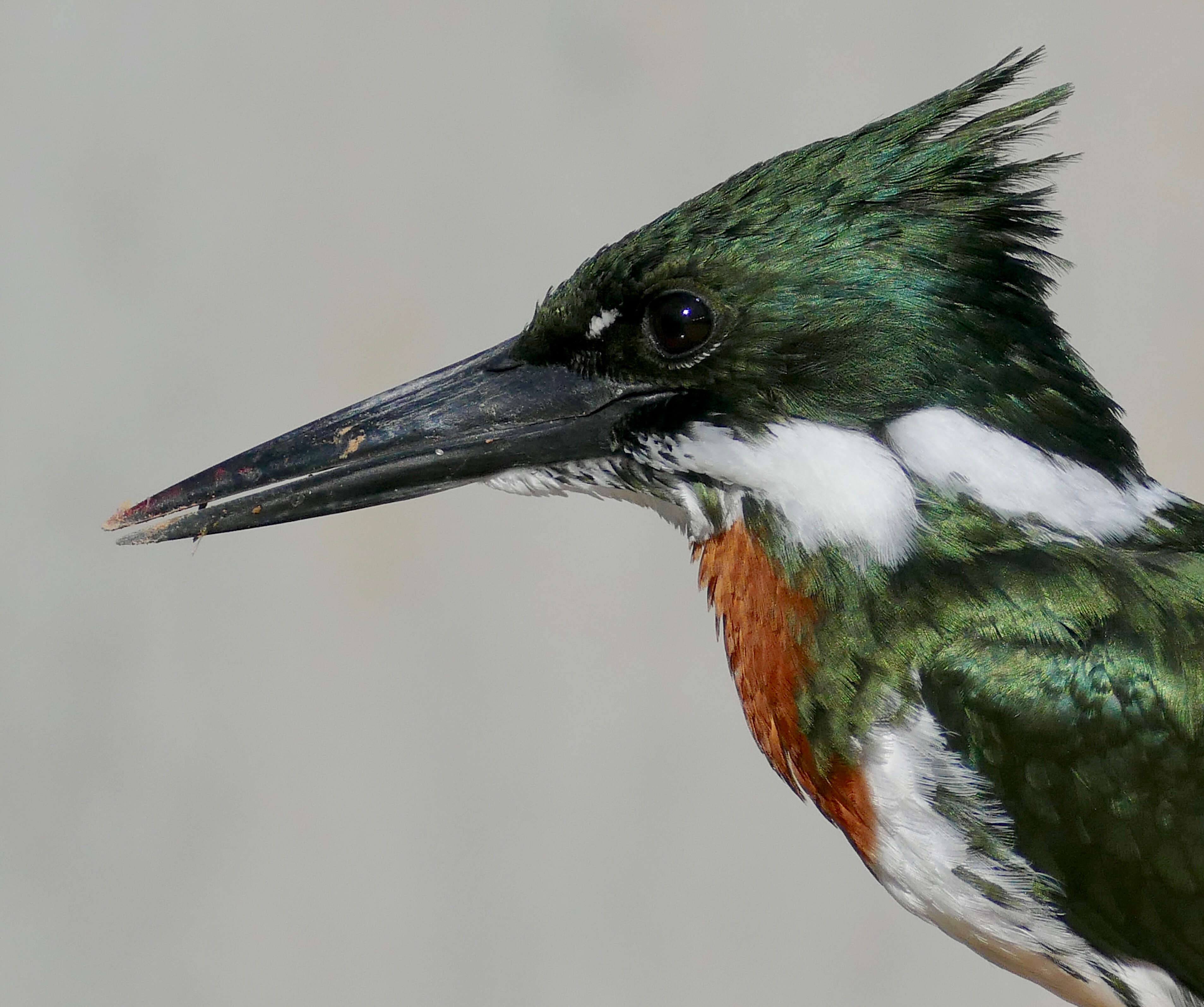 Image of American green kingfisher
