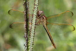 Image of Needham's Skimmer