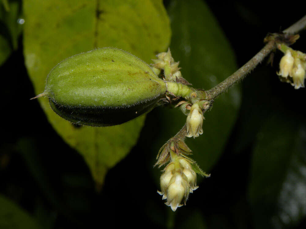 Image of Rinorea sylvatica (Seem.) Kuntze