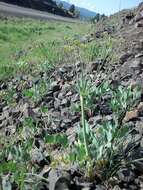 Imagem de Lomatium nudicaule (Pursh) Coult. & Rose