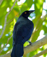 Image of Cowbird