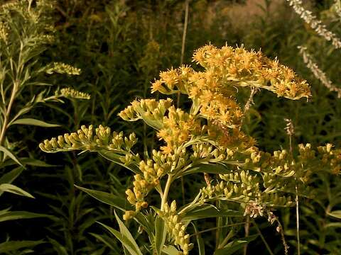 Image of goldenrod