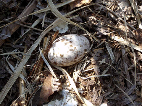 Image of nightjar, european nightjar