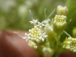 Image of snakeroot