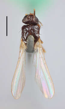 Image of Allopiophila xanthopoda (Melander & Spuler 1917)