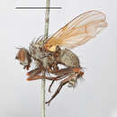 صورة Helina spinicosta (Zetterstedt 1845)