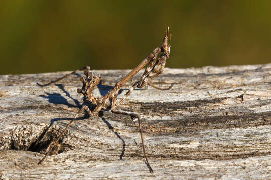 Image of conehead mantis