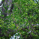 Image of Ficus mirocarpa