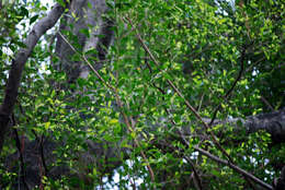 Image of Ficus