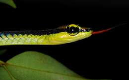 Image of Beautiful Bronzeback Tree Snake