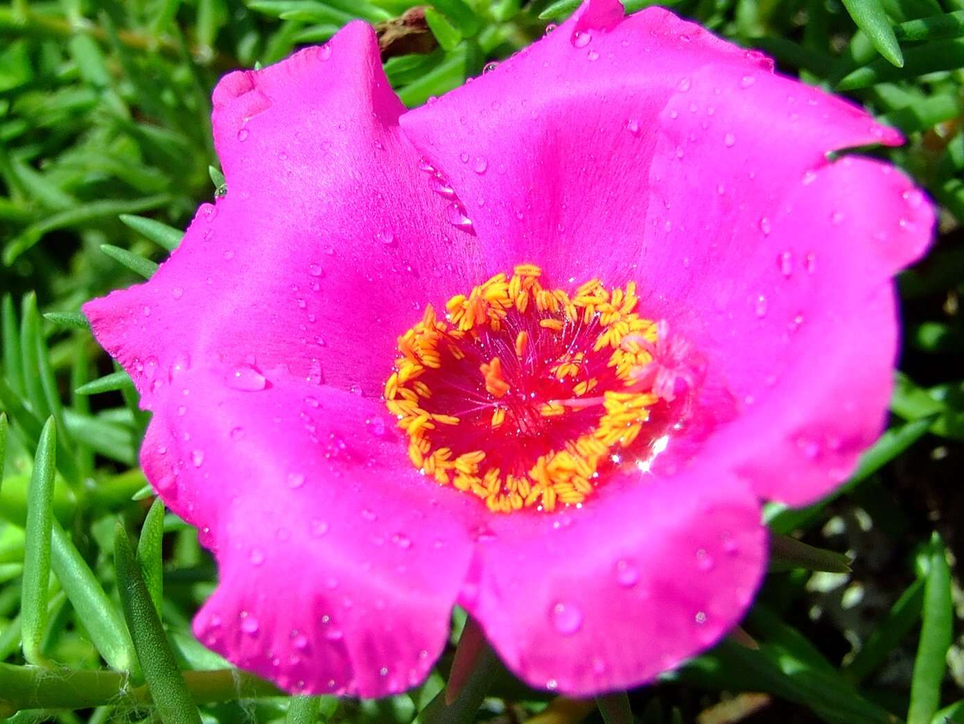 Moss-rose Purslane - Encyclopedia of Life