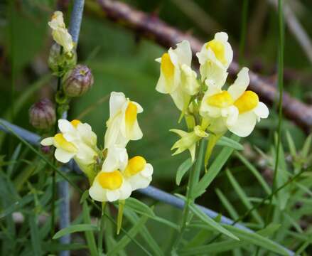 Image of Common Toadflax