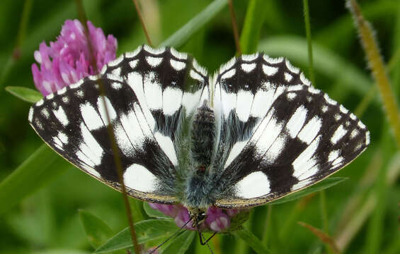 Image of marbled white