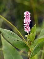 Image of water smartweed