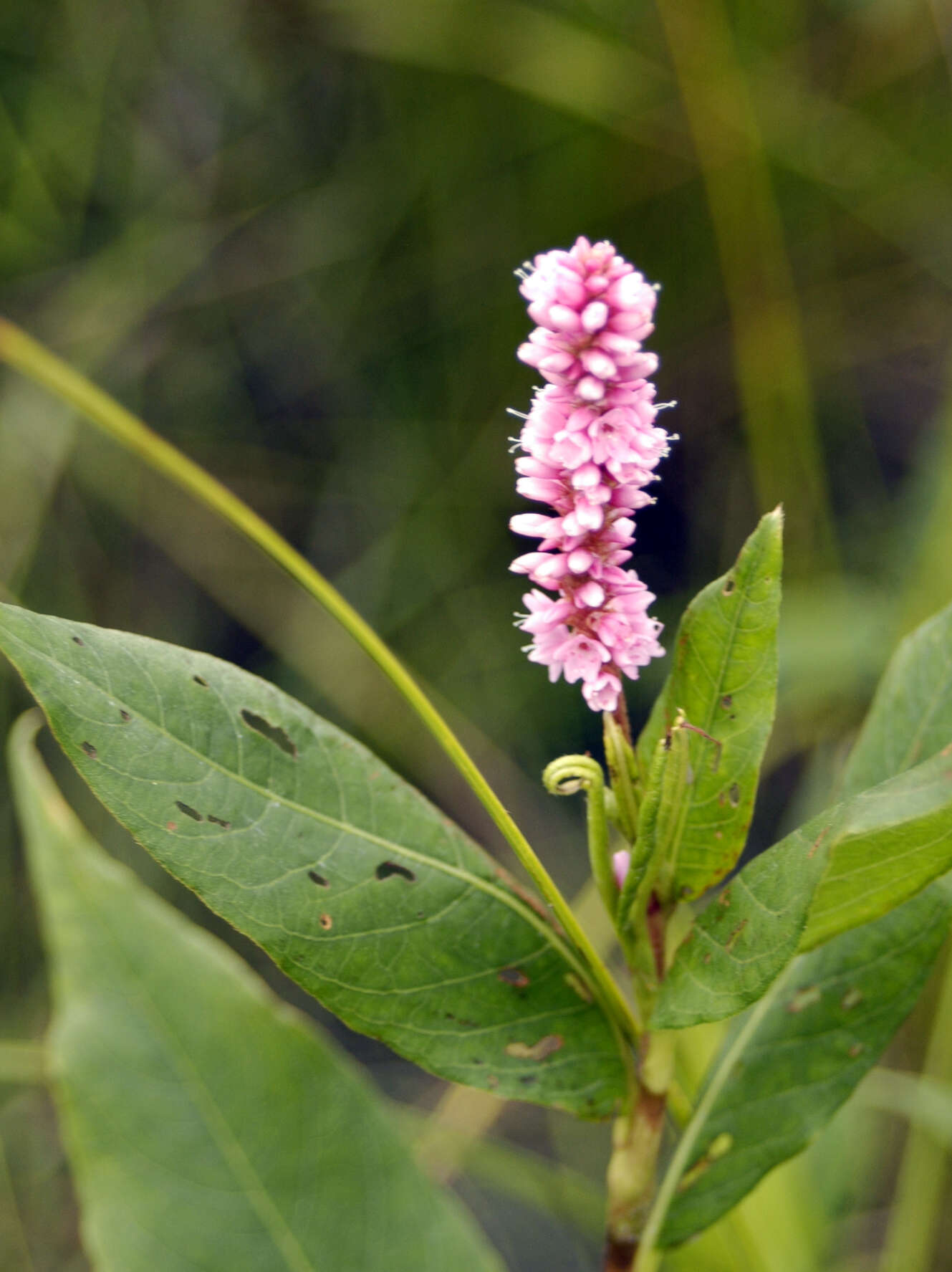 Image of Pinkweeds