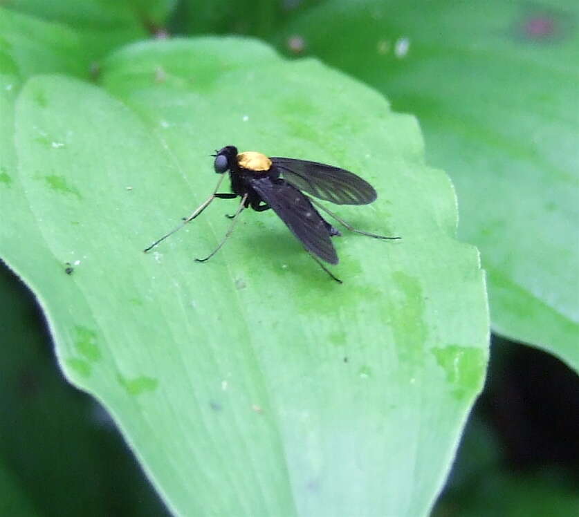 Image of Golden-backed Snipe Fly