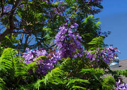 Image of jacaranda