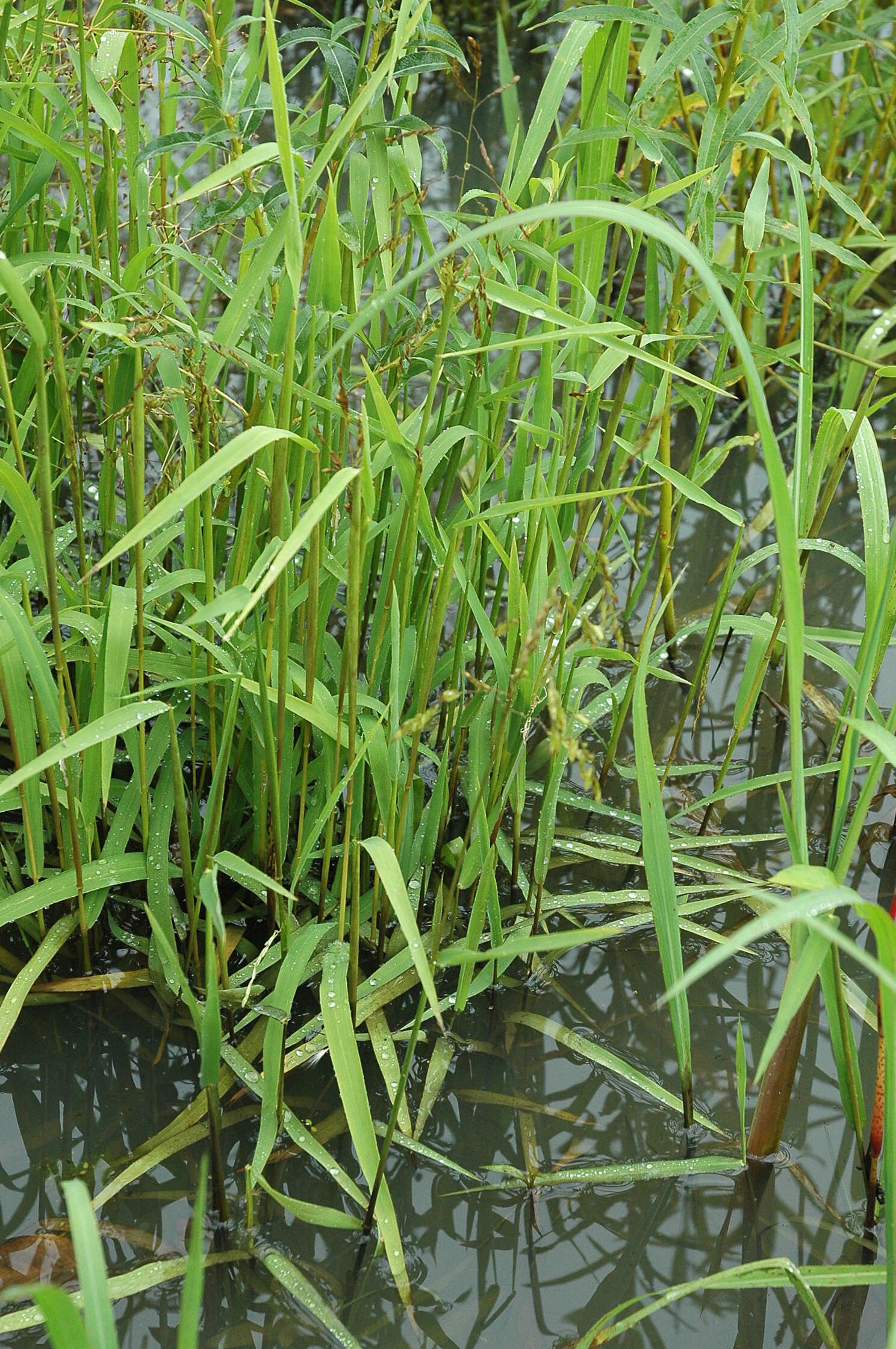 Image of Cut-grass