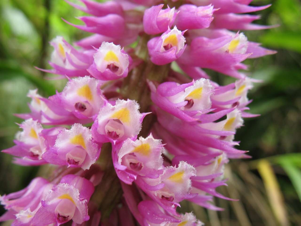Image of Tiger orchid