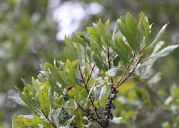 Image of Morella cerifera