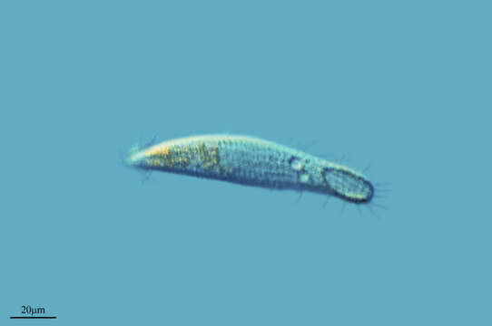 Image of Ciliophora