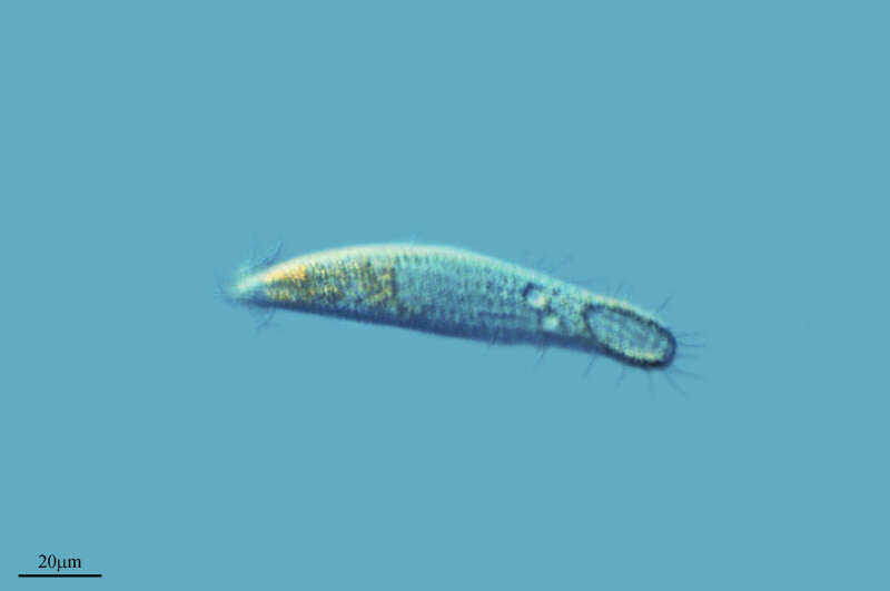 Ciliophora resmi